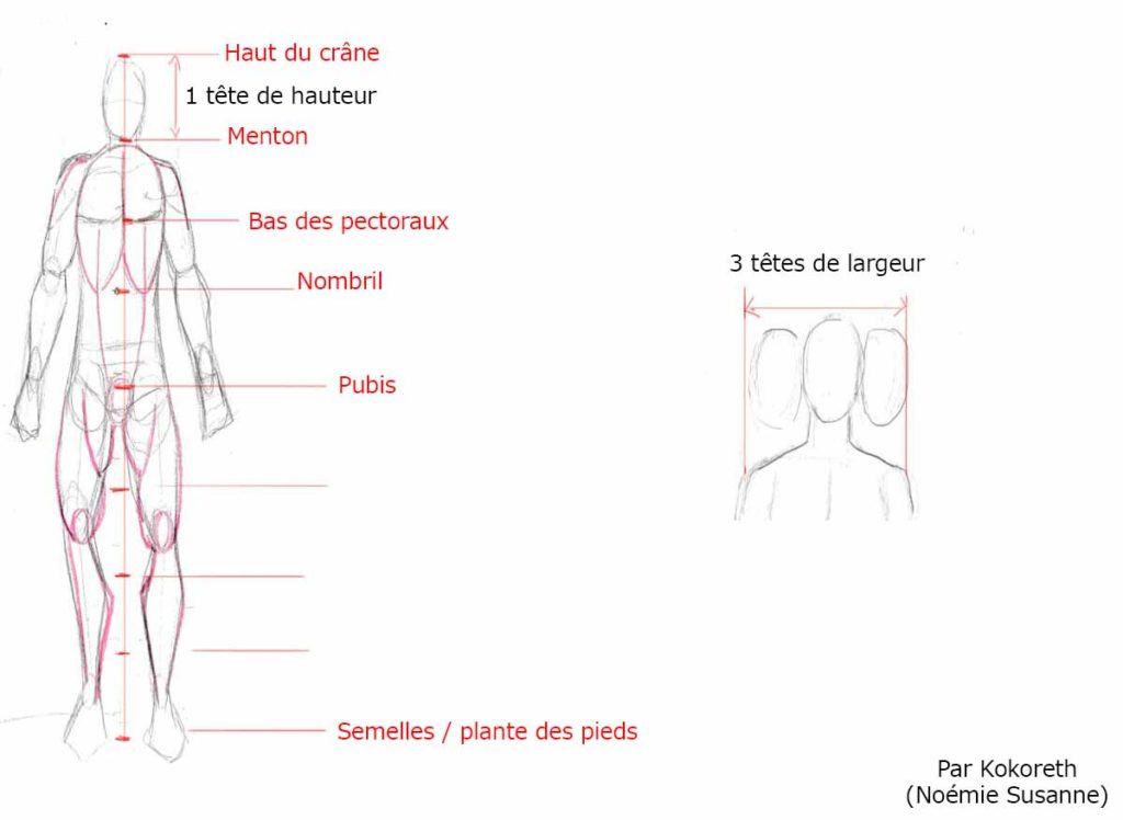 Schéma des bases générales pour un corps humain d'homme