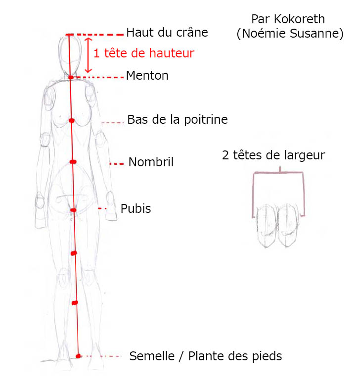 Schéma des bases générales chez la femme