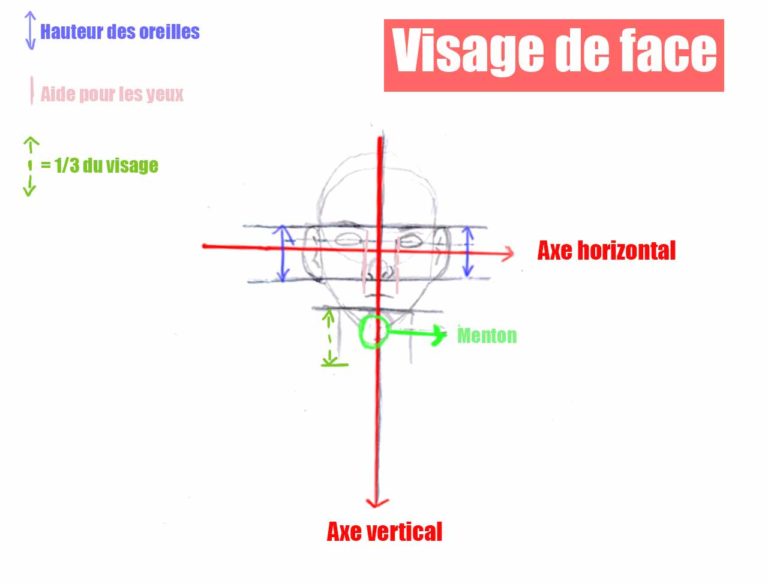 Schéma du visage en vue de face