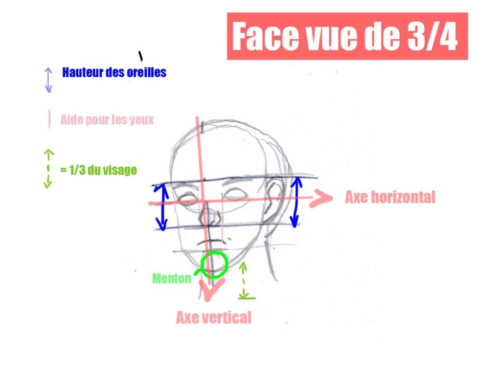Schéma du visage en vue de profil