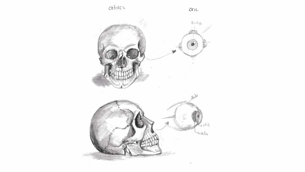 croquis de crânes humains en vue de face et profil