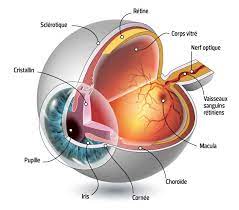 dessin scientifique d'un oeil humain, vue intérieure