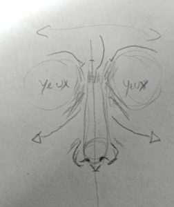 tutoriel comment dessiner un nez - la forme du visage et recouvrement de la peau