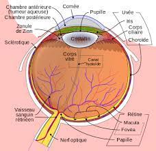 dessin scientifique d'un oeil humain
