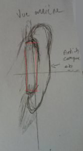 L'oreille en vue arrière, croquis