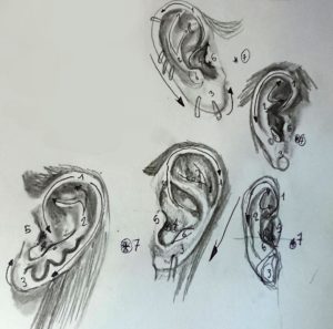 Adaptation du schéma basique des oreilles